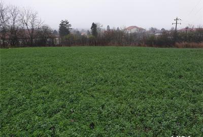 Teren de 6000 mp, în Comana - 1