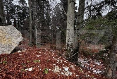 Teren unic, exclusivist  4000 mp, in inima muntilor, Sinaia - 14