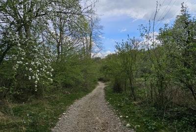Teren intravilan 1454 mp la marginea padurii zona locuita de case! - 15