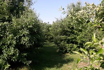 Pitaru, Dambovita - 9