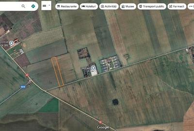 Vand terenuri in zona Frumusani / Buciumeni / Budesti jud. Calarasi - 6