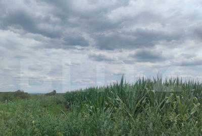 Teren extravilan, 3500mp, Radauti - 3