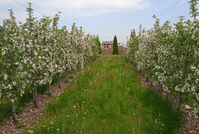 Teren de 3600 mp, în Bosanci - 1