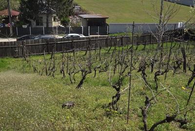 Spațiu comercial, în Blejoi - 3