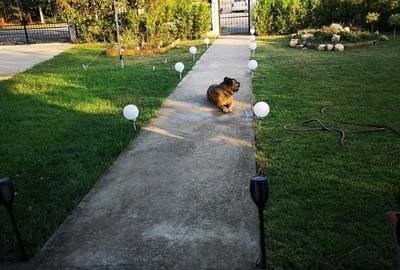 Comision 0% Casa Individuala Buftea P+M Palatul Stirbey Calul Balan Teren 1000mp - 44