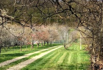 Teren în Voinești - 1