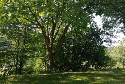 Casă cu 2 camere în Dărmănești - 2