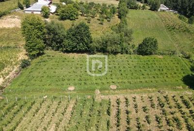 Ferma agricola, plantatii de mure, trandafiri, vita-de-vie - 2