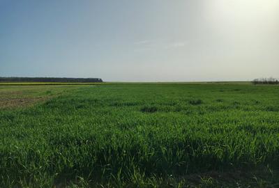 Teren investitie Cernica, Posta - 3