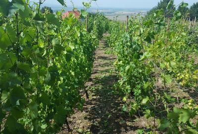 Casă în Orașu Nou - 1