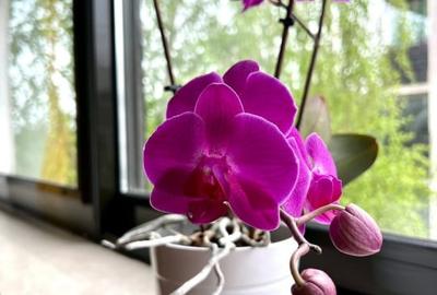 IANCU NICOLAE (ZOO)-3 camere spatioase, piscina, sauna, boxa, parcare, LIBER! - 5