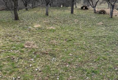 Spațiu comercial, în Bran - 5