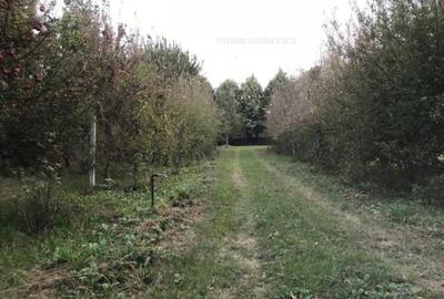Teren de 500 mp, în Podu Iloaiei - 10