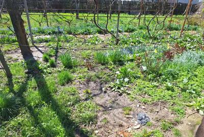 A 24 case 10000 mp teren Seciuieni Bacau - 6