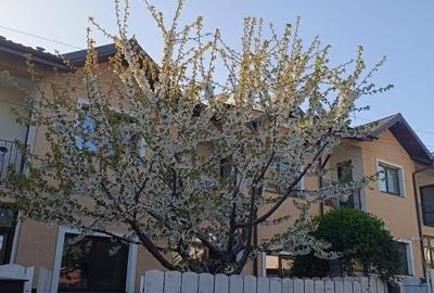Casă cu 3 camere cu Teren 150 Mp în Valea Lupului - 8