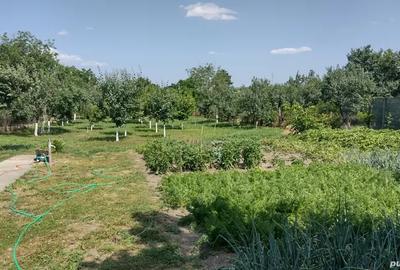 Casa de vanzare in Sannicolau Mare Casa de vanzare in Sannicolau Mare - 4