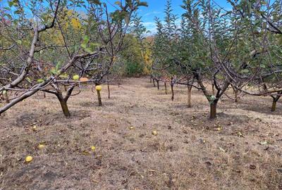 Casă cu 4 camere în Ireasca - 5