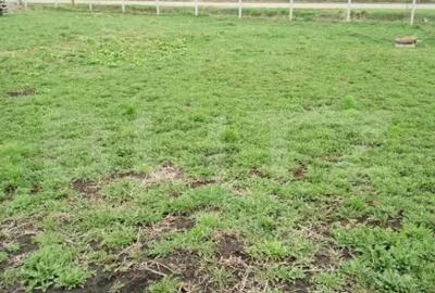 Teren de 3000 mp, în Călărași - 6