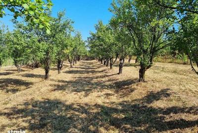 Teren de 1600 mp, în Bârnova