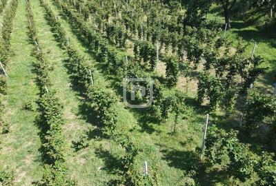 Casa la tara cu 30 ari Rasca - 13