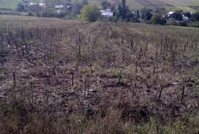 Teren de 6000 mp, în Popești - 3