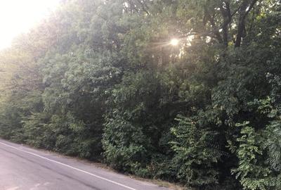 CHIAJNA - padurea Rosu Inchiriere/Vanzare imobil 800 mp + teren 3000 mp - 3