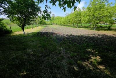 Teren Construcții intravilan de 4516 mp, în Doina - 23