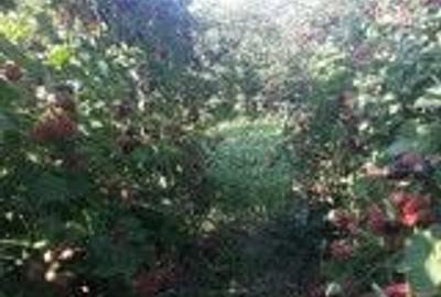 Casă cu 3 camere cu Teren 750 Mp în Pădurețu - 4