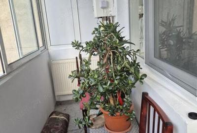 Apartament de inchiriat cu 3 camere zona Ostroveni Valcea - 2