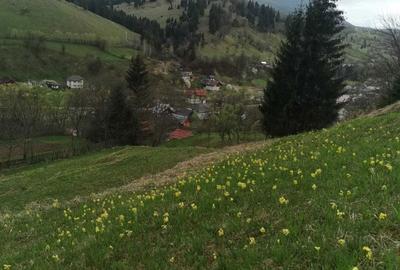 Spațiu comercial, în Ceahlău - 8