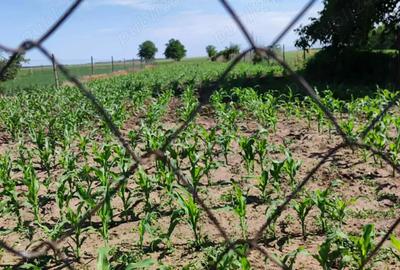 Casă cu 6 camere în Lungoci - 4