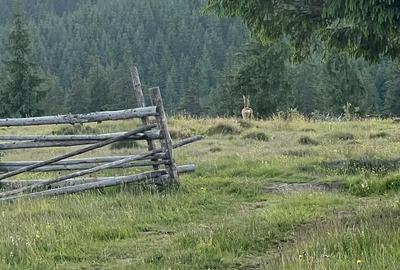 Teren de 500000 mp, în Ciocănești - 11