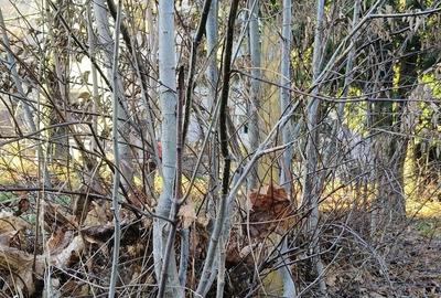 Teren de 800 mp, în Ultracentral - 1