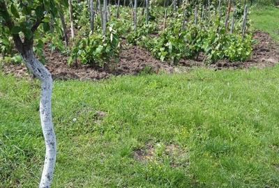 Casă cu 2 camere în Central - 5