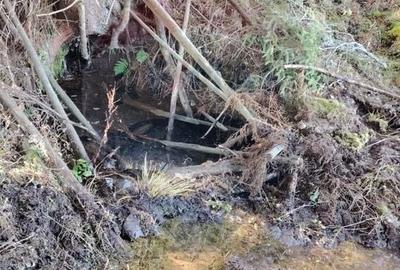 Teren extravilan de 31461 mp, în Panaci - 14