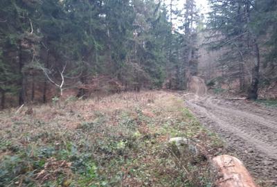 Teren agricol extravilan de 2500 mp, în Alexandru cel Bun - 4