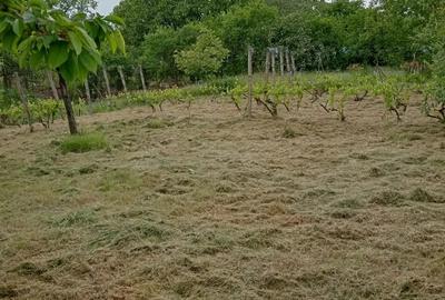 Casă cu 3 camere cu Teren 1589 Mp în Scânteia - 8