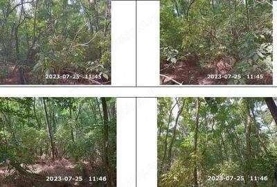 Teren extravilan padure, cota parte de 1/48 Horgesti, ID: R2325836 - 7