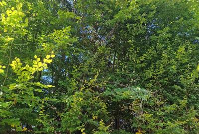 Vindem teren forestier 44165 mp Doabra - Bucovina - 9