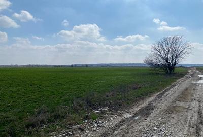 Teren Construcții intravilan de 2909 mp, în Gruiu