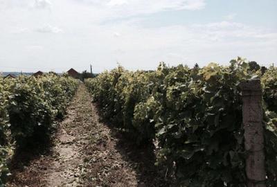 Teren de vanzre in Pitesti 53.000 mp + Conac Boieresc - 2