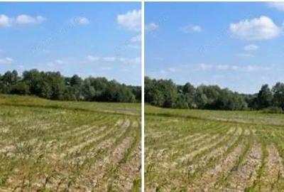 Teren Poiana Zvoristea cota parte 1/2, ID: R2850731 - 5