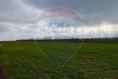 Teren agricol extravilan de 60000 mp, în Săcele - 9