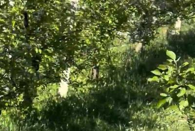 Teren de 3600 mp, în Sasca Mică - 5