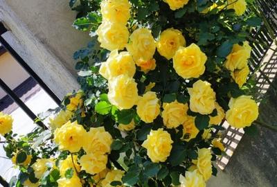 Inchiriere vila 5 camere in Voluntari-Andronache - 15