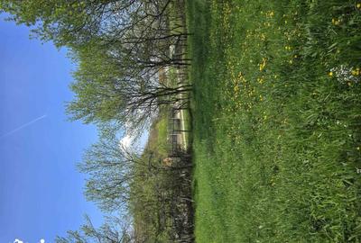 Teren de 6000 mp, în Gurasada