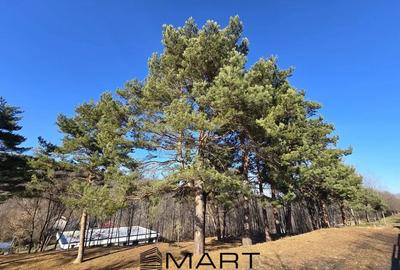 Teren Construcții intravilan de 3600 mp, în Cisnădioara