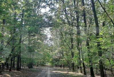 Casa/Vila de vanzare / posibil Pensiune ,cu view ?i padur - 2