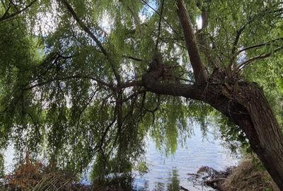 Casă cu 7 camere cu Teren 1600 Mp în Dârvari - 6