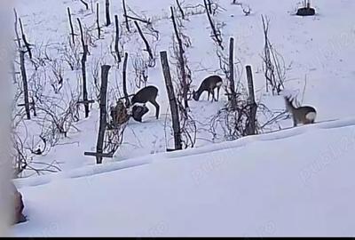 Casă cu 6 camere în Podu Lacului - 5